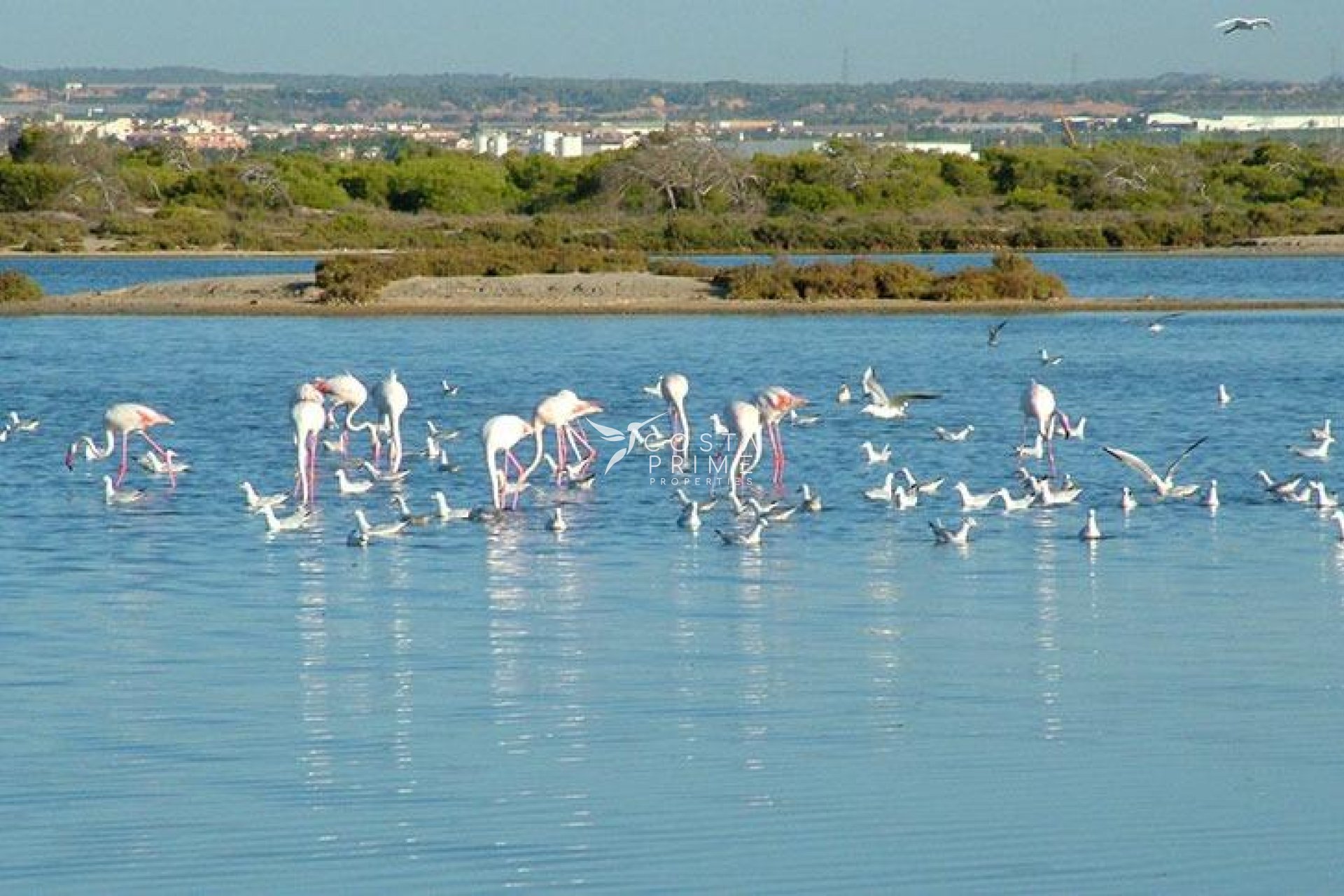 Nowy budynek - Szalet - San Pedro del Pinatar