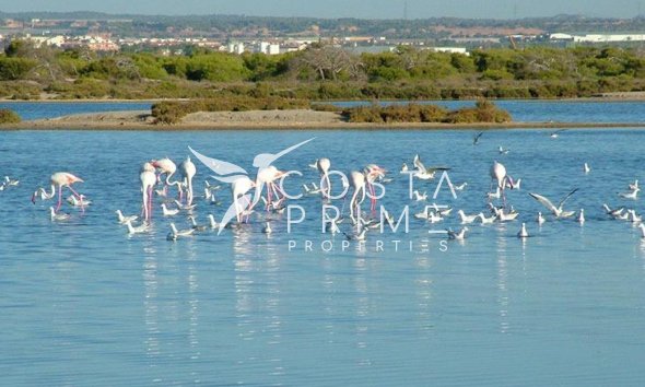 Nowy budynek - Szalet - San Pedro del Pinatar